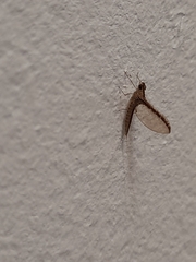 Callibaetis