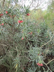 Lobostemon belliformis