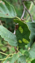 Acalitus brevitarsus