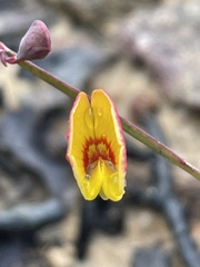 Bossiaea ensata