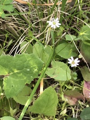 Stellaria pungens