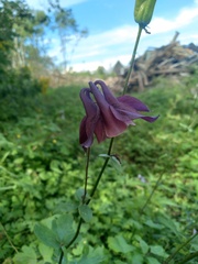 Aquilegia flabellata
