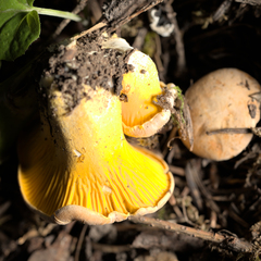 Cantharellus roseocanus
