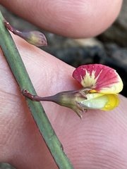 Bossiaea ensata
