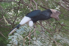 Bycanistes subcylindricus