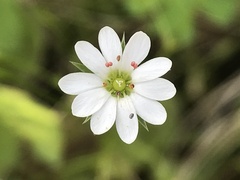 Stellaria pungens