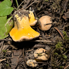 Cantharellus roseocanus