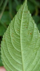 Puccinia komarovii