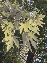 Acer saccharinum