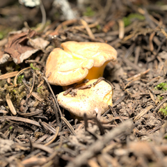 Cantharellus roseocanus