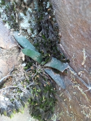 Haworthiopsis scabra