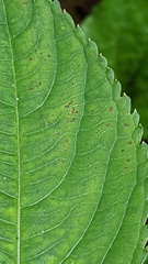 Puccinia komarovii