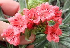 Lobostemon belliformis