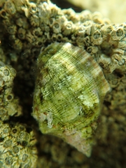 Stramonita haemastoma