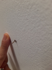 Callibaetis