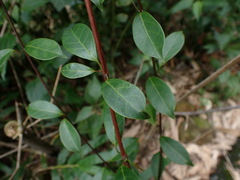 Urceola rosea