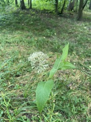 Eutrochium purpureum