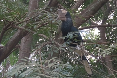 Bycanistes subcylindricus