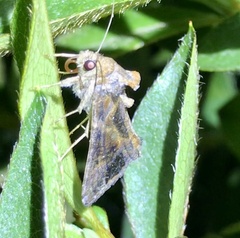 Chrysodeixis includens
