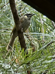 Meliphaga lewinii