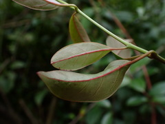 Urceola rosea