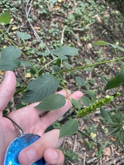 Agastache nepetoides