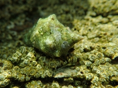 Stramonita haemastoma