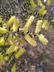 Acacia oxycedrus