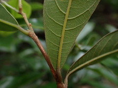 Litsea hypophaea