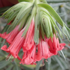 Lobostemon belliformis