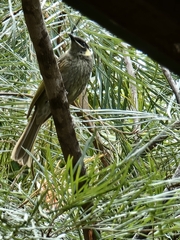 Meliphaga lewinii