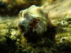 Stramonita haemastoma