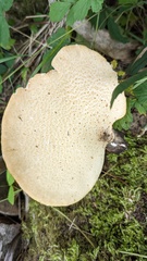 Cerioporus squamosus