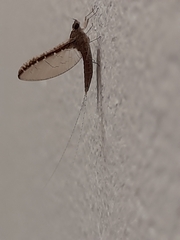 Callibaetis