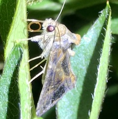 Chrysodeixis includens