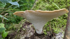 Cerioporus squamosus