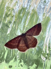 Scopula rubiginata