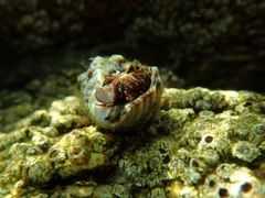 Stramonita haemastoma