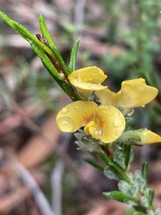 Dillwynia floribunda