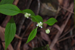 Hedyotis