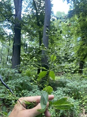 Scrophularia marilandica