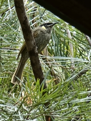 Meliphaga lewinii