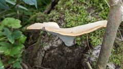 Cerioporus squamosus