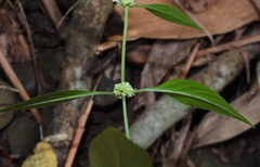 Hedyotis