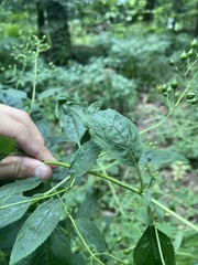 Scrophularia marilandica