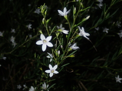 Cyphanthera racemosa