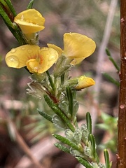 Dillwynia floribunda