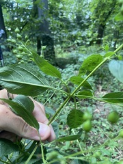 Scrophularia marilandica