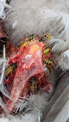 Vespula germanica