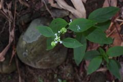 Hedyotis